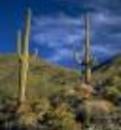 Debbie Omundson Real Estate Agent at Russ Lyon Sotheby's International Realty