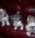 Karen Grissom Real Estate Agent at DPR Realty LLC